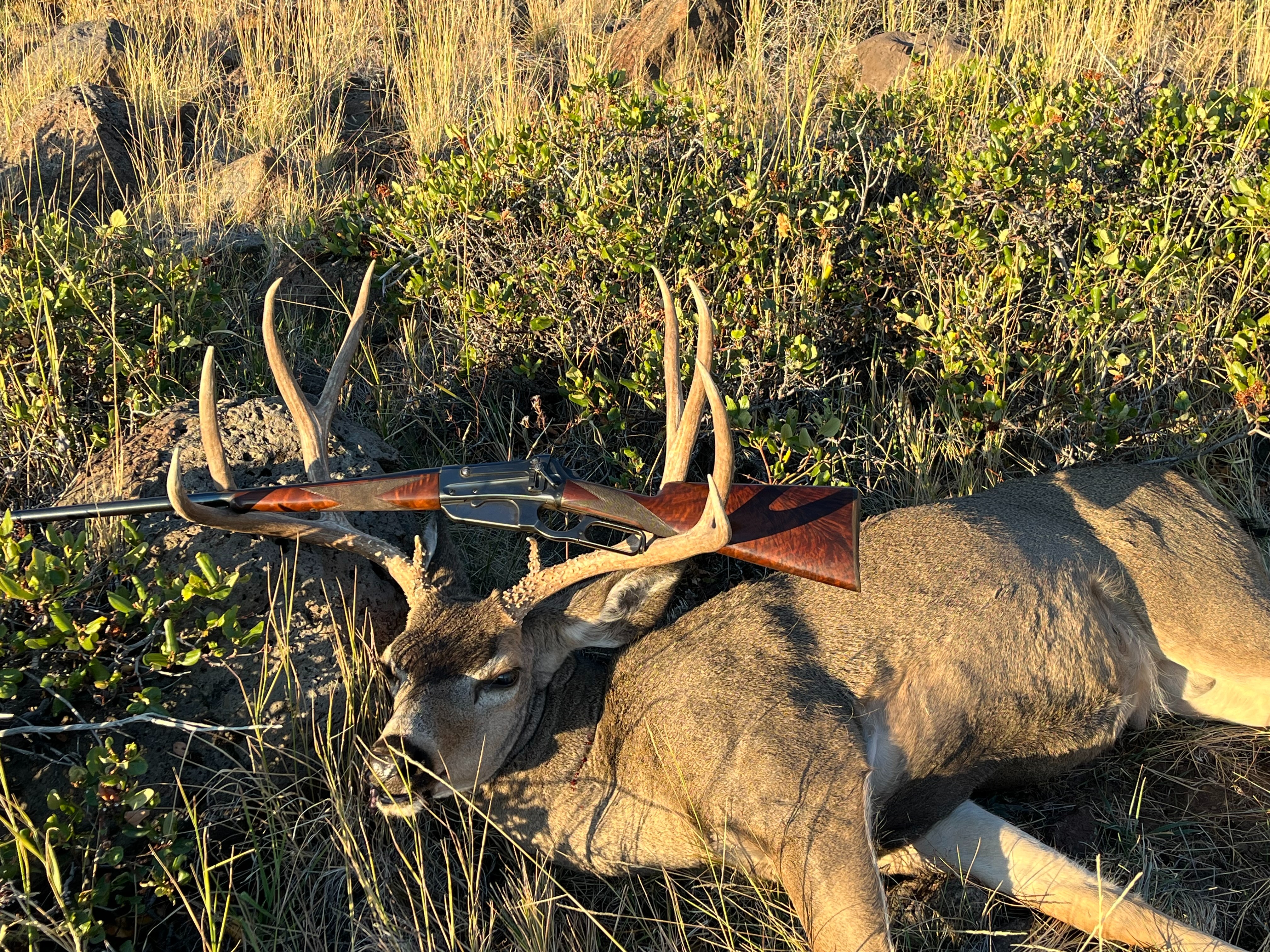 2026-Buck.jpeg
