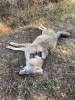 45-70-Coyote.jpg