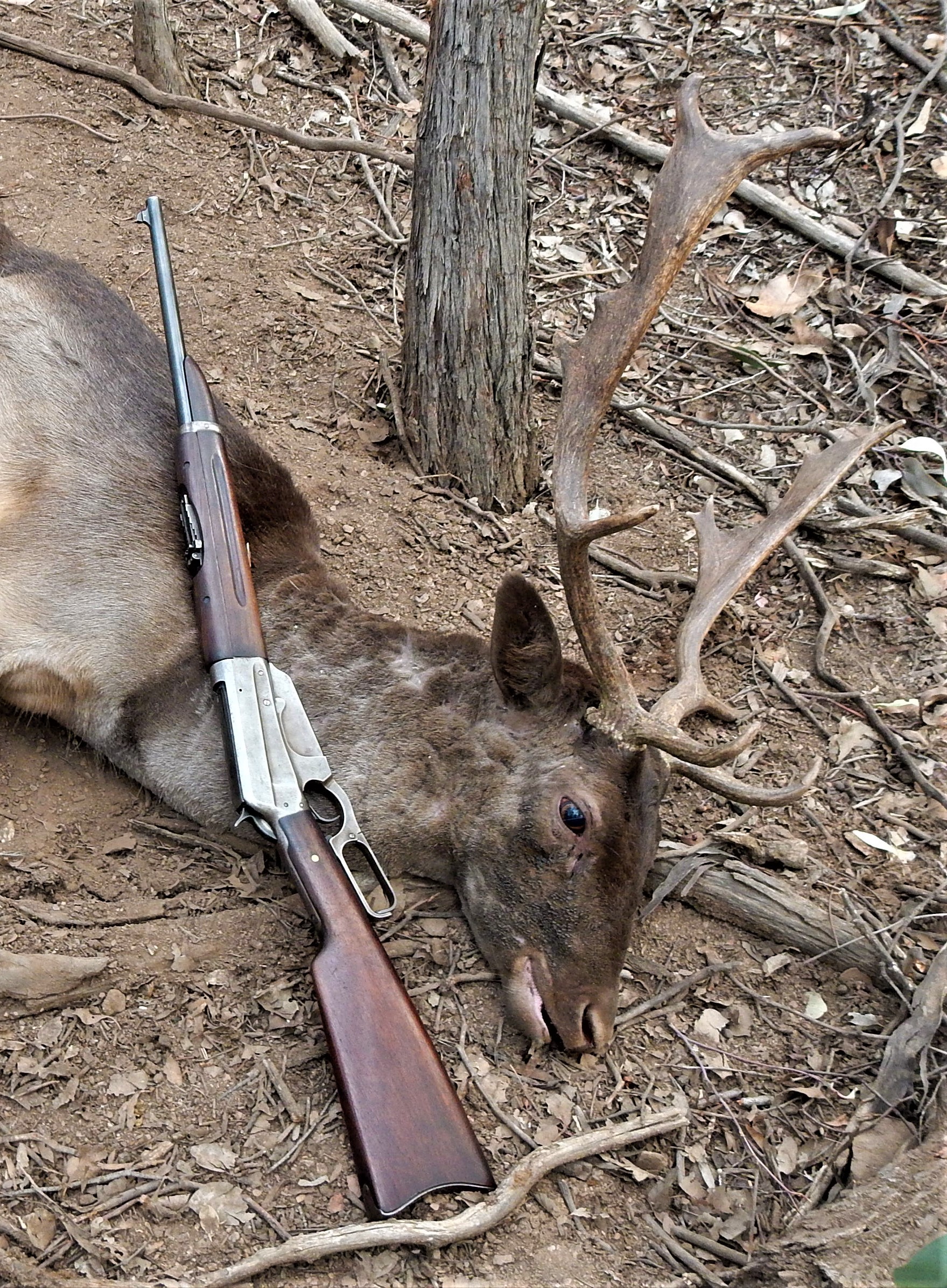 Fallow-Win-95.JPG