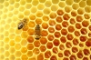 Bee-Hive-Cell.jpg